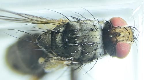 Réf. 306 452 : Coenosia tigrina